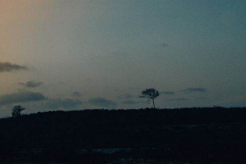 Free A solitary tree silhouetted against a twilight sky creates a serene natural landscape. Stock Photo
