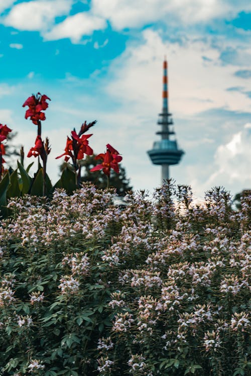 Close up of Flowers and Broadcast Tower behind