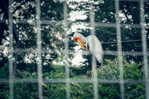 Stork in a Cage