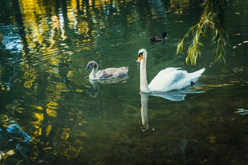 Swan in Body of Water