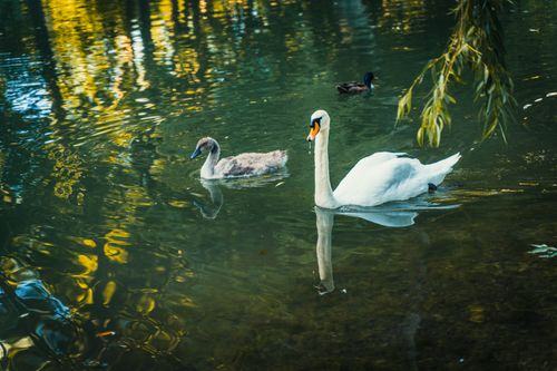 Free A graceful swan and its cygnet swim together on a peaceful, reflective pond. Stock Photo