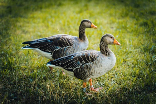 two ducks walking in a park