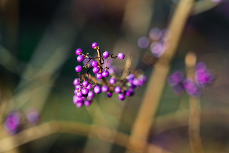 Close Up Of Purple Berries