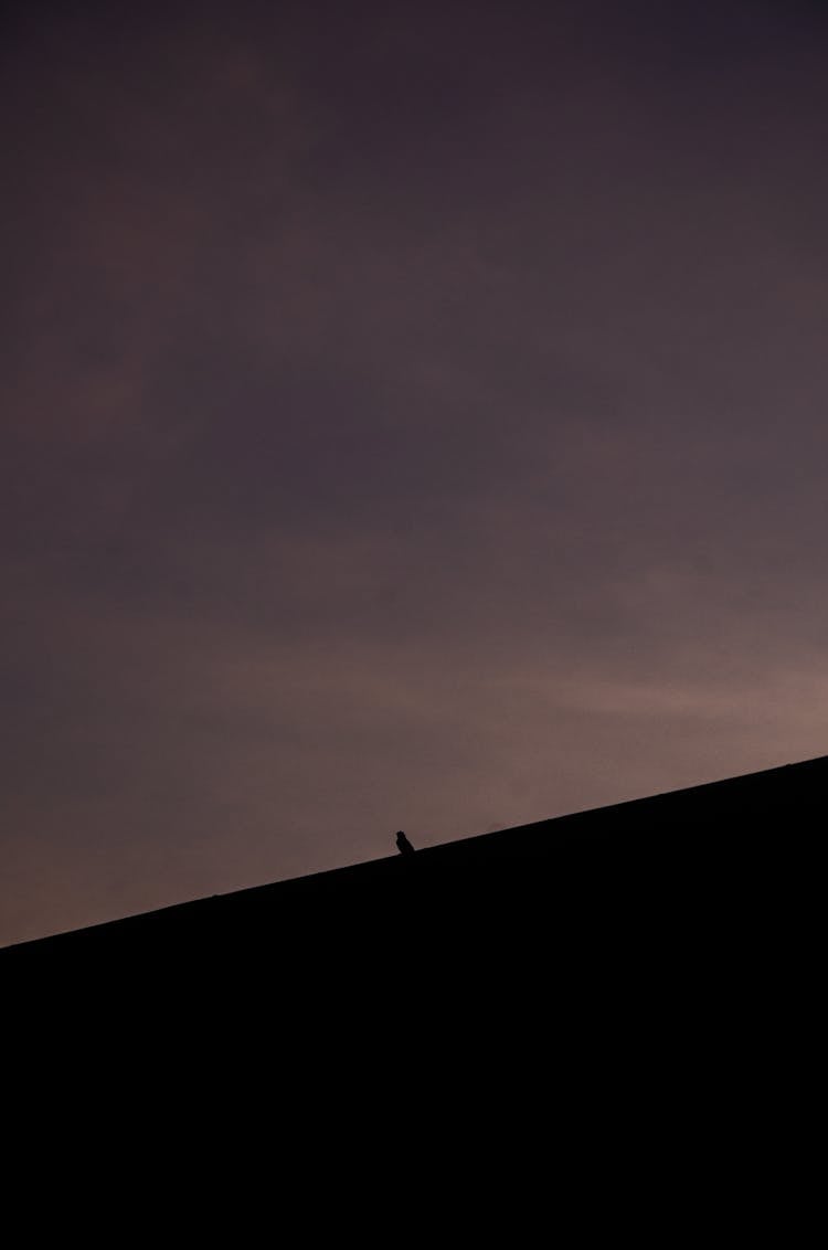 Animal Silhouette At Night