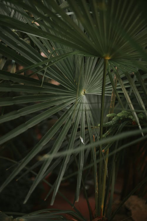 A Fresh Green Leaves