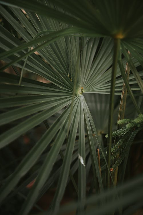 Foto stok gratis alami, daun-daun hijau, latar belakang kabur