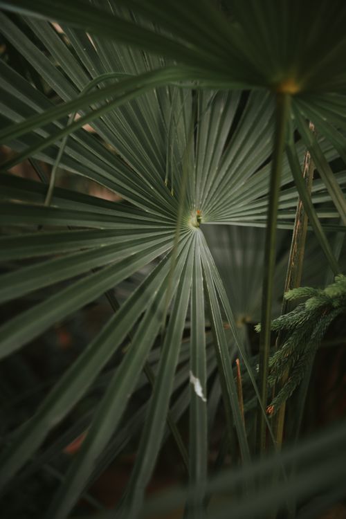 Free Blurred background highlighting tropical palm leaves with fresh, vibrant green color. Stock Photo
