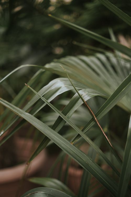 Free A tranquil close-up of lush green leaves, showcasing the beauty of nature's intricate patterns. Stock Photo