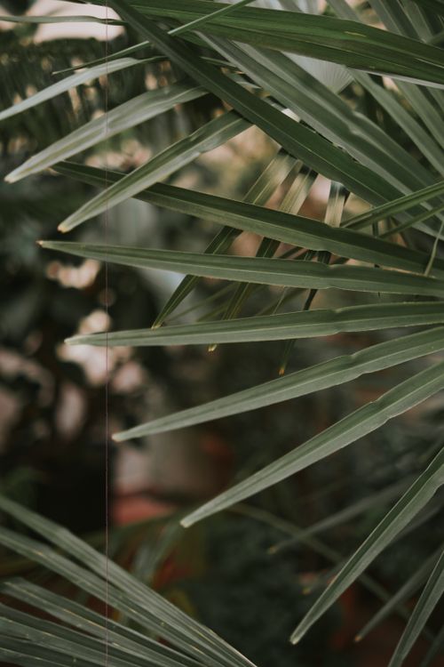 Free A close-up view of lush green palm leaves with a natural, delicate look. Stock Photo