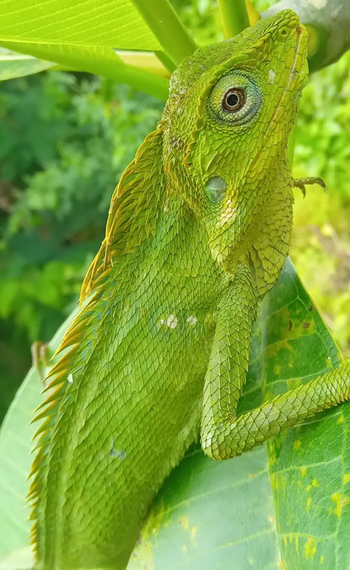 A Close-Up Shot of a Forest Lizard