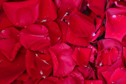 бесплатная Бесплатное стоковое фото с красные розы, крупный план, лепестки Стоковое фото