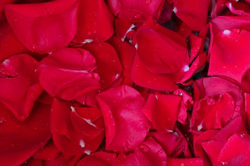 Free Close-up of vibrant red rose petals covered with dew, showcasing nature's delicate beauty. Stock Photo