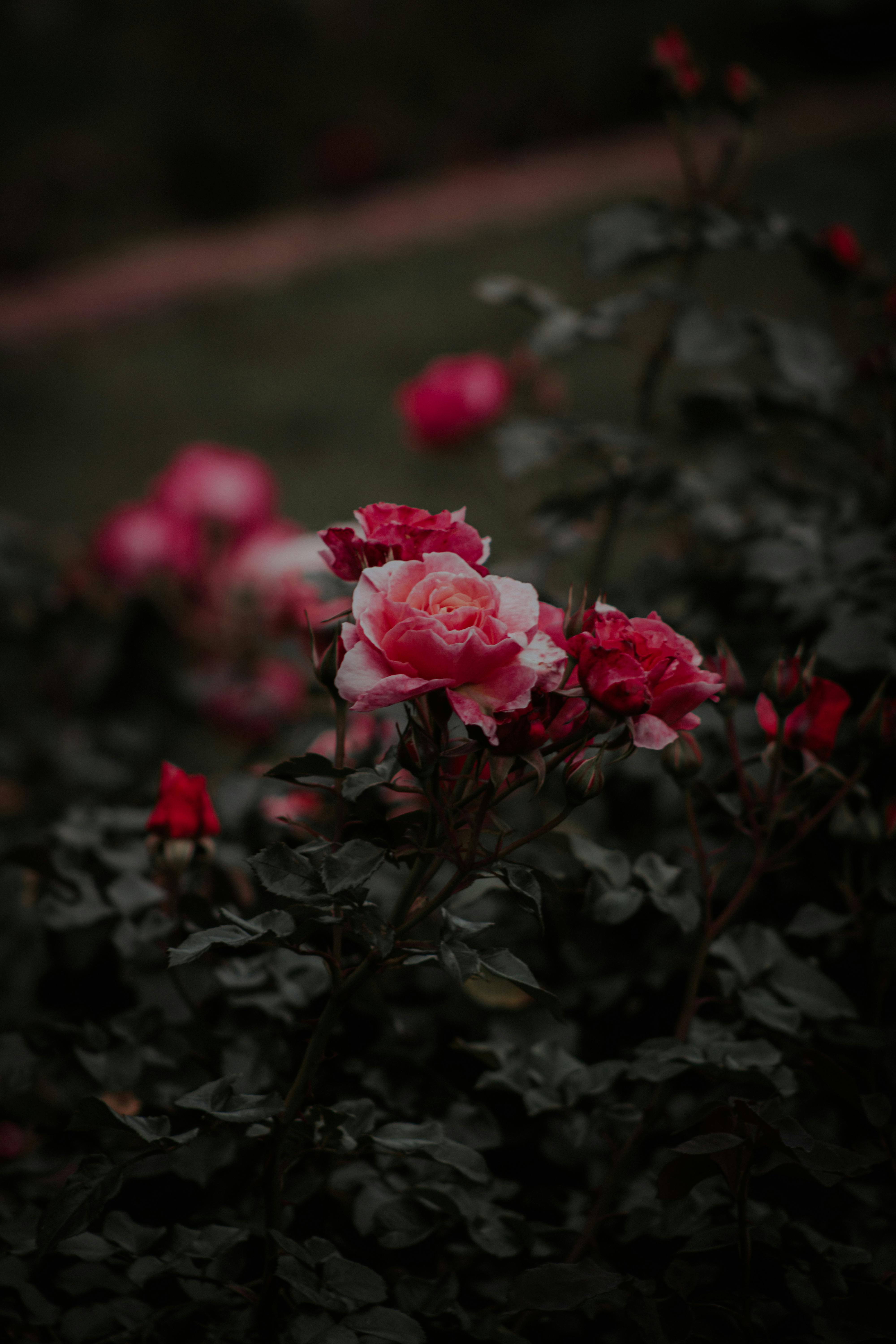 Photograph of Blooming Pink Roses · Free Stock Photo