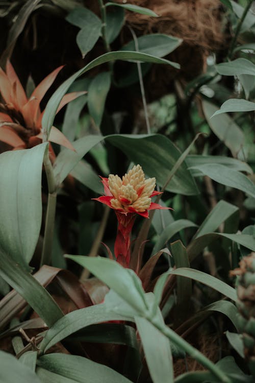 Fotos de stock gratuitas de botánica, brotar, crecimiento