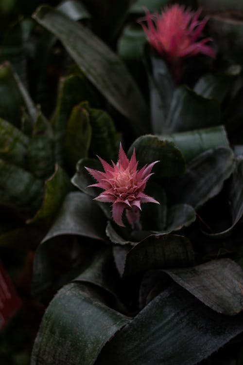 A Pink Flower with Green Leaves