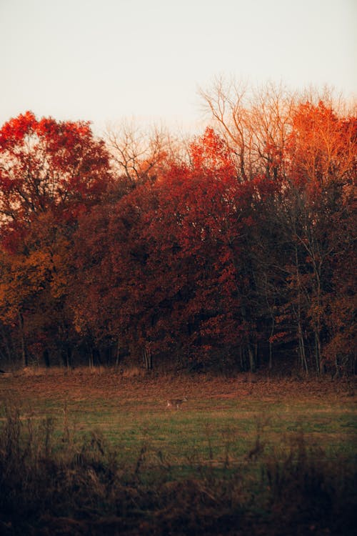 Trees Behind the Field in Autumn