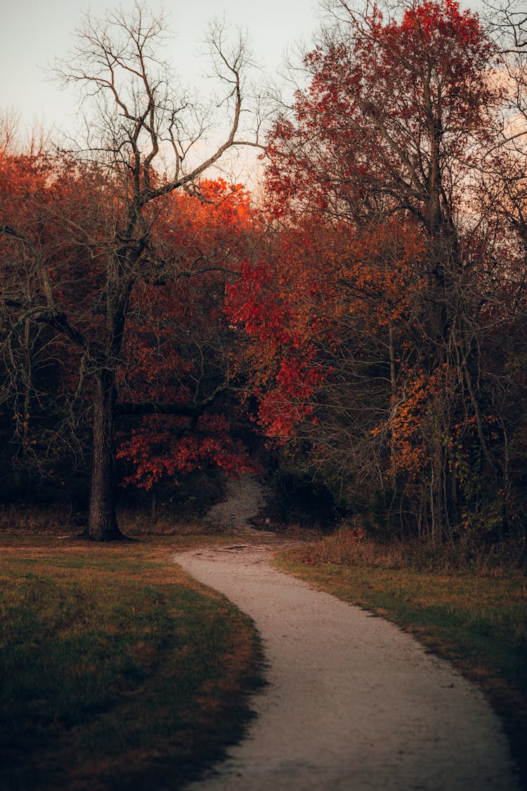 Pathway Leading To The Forest In Fall