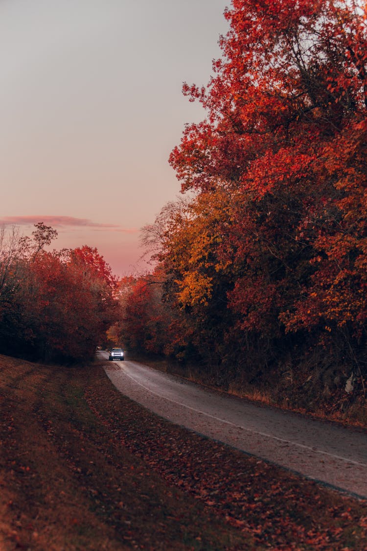 Road Surrounded By Autumn Trees