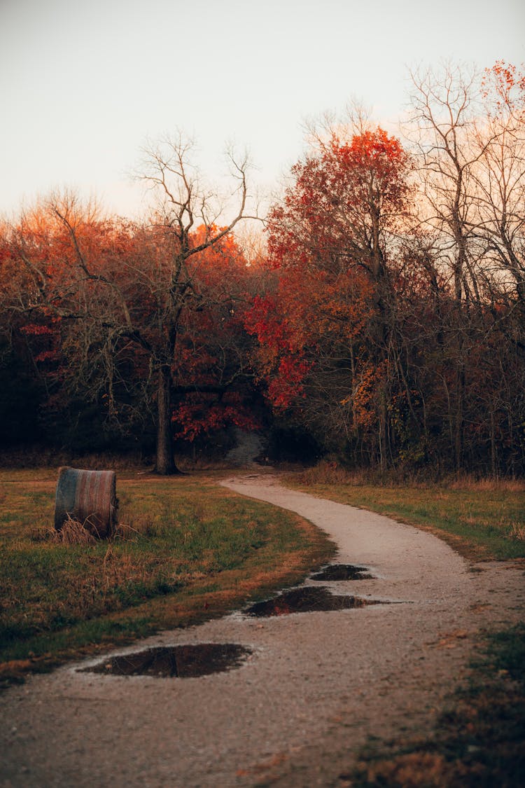 Pathway Towards The Trees