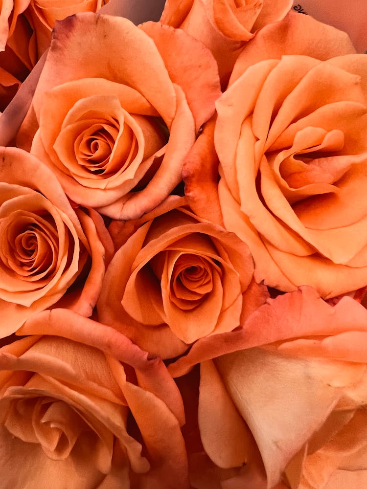 Close-up Of Tea Roses