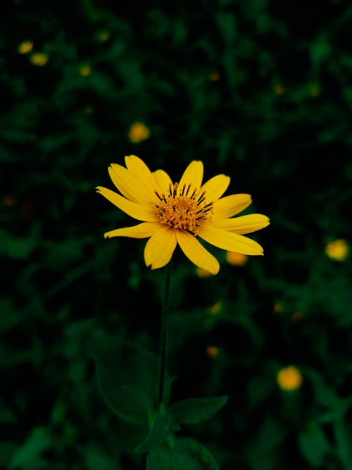 Close-Up Photo of a Yellow Flower