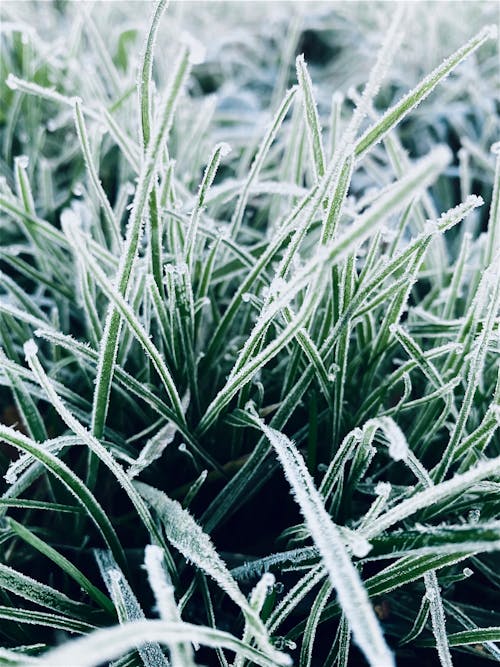 Close-up of Frost on Grass