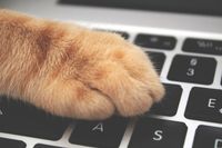Руда котяча лапа лежить на клавіатурі ноутбука