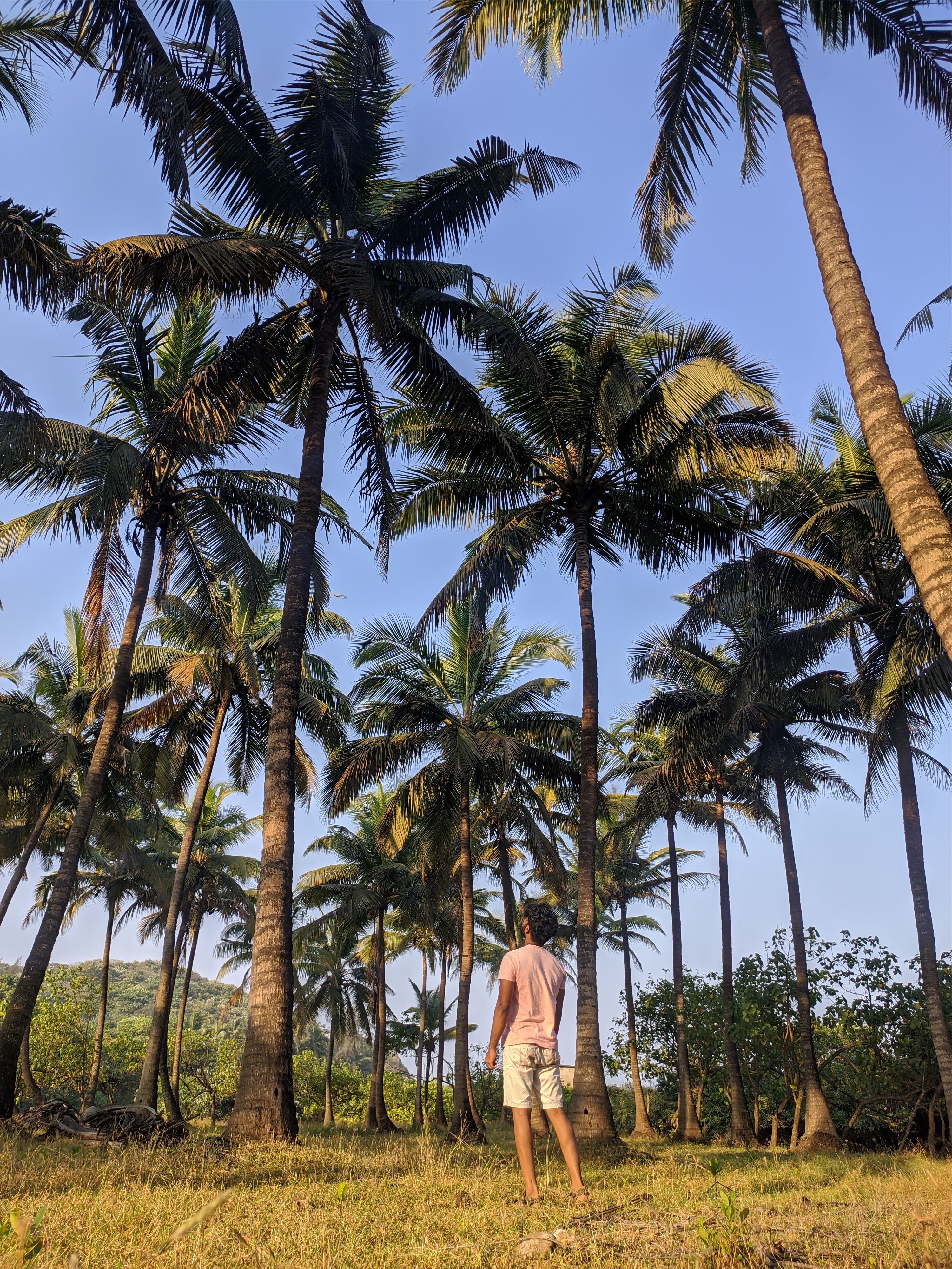 Man Standing by the Palm Trees · Free Stock Photo