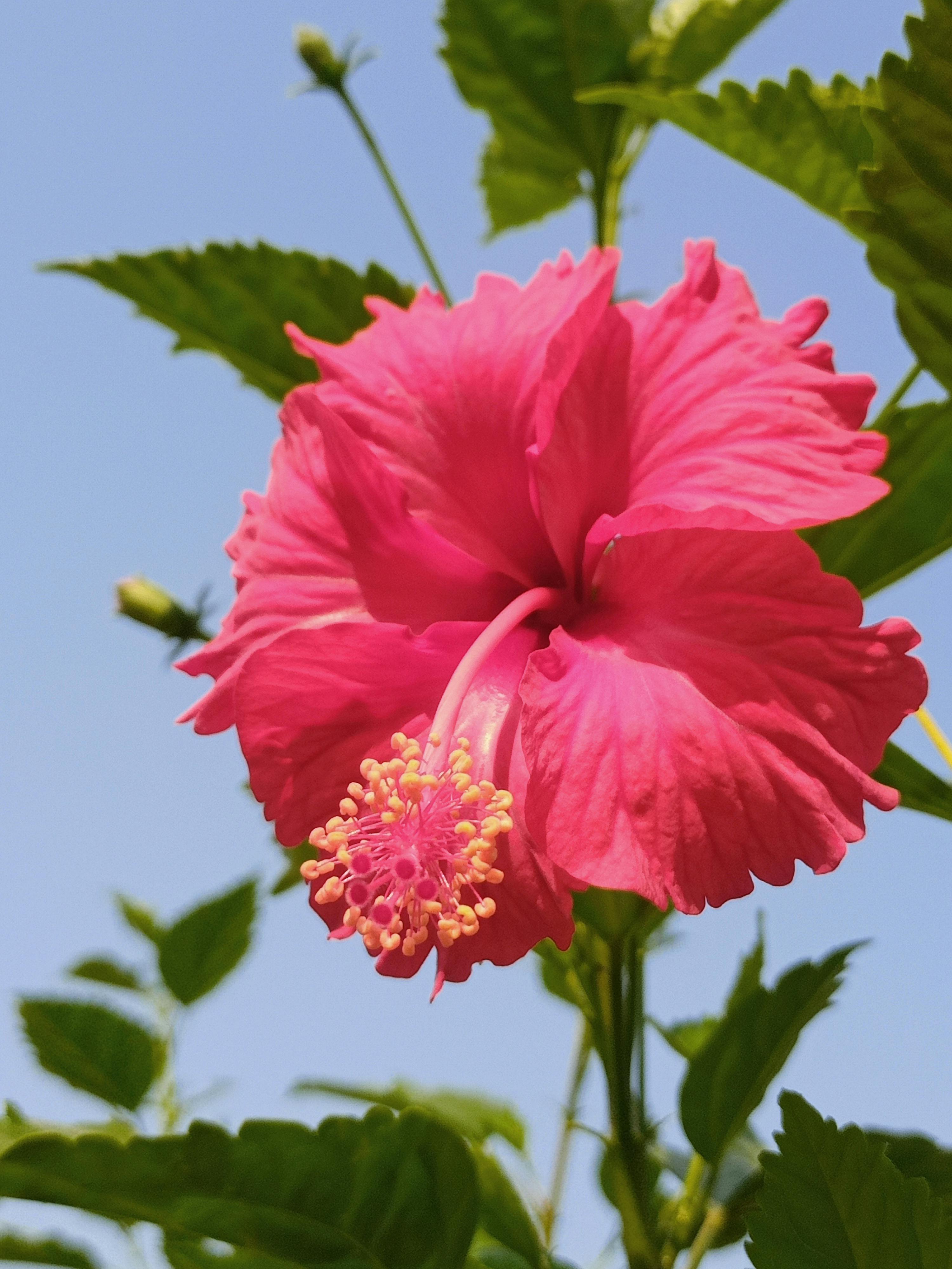 Close-up of a vibrant pink hibiscus flower against a clear blue sky in Barwaliya, India.