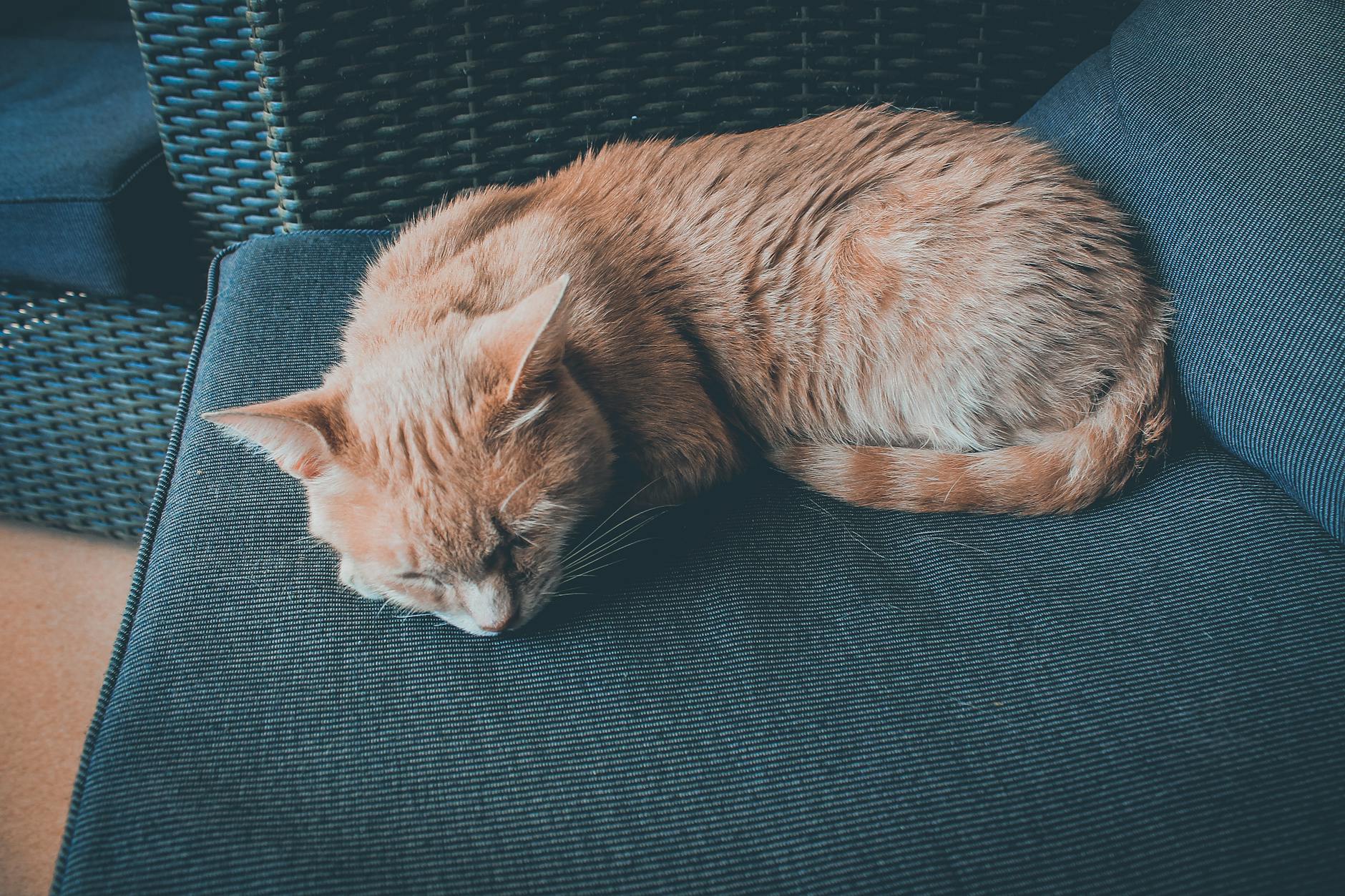 Felines Love Hiding – Indulge Them! 24 pexels photo 1440400