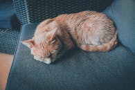 一张迷人的照片：一只虎斑猫安静地睡在室内的蓝色沙发上