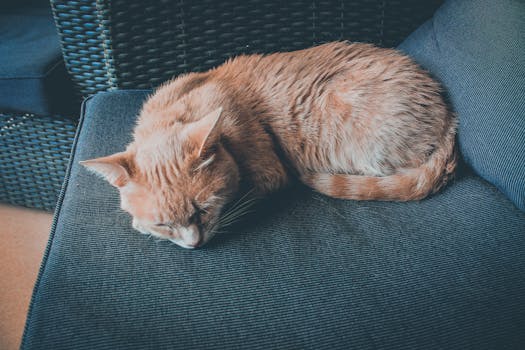 一张迷人的照片：一只虎斑猫安静地睡在室内的蓝色沙发上