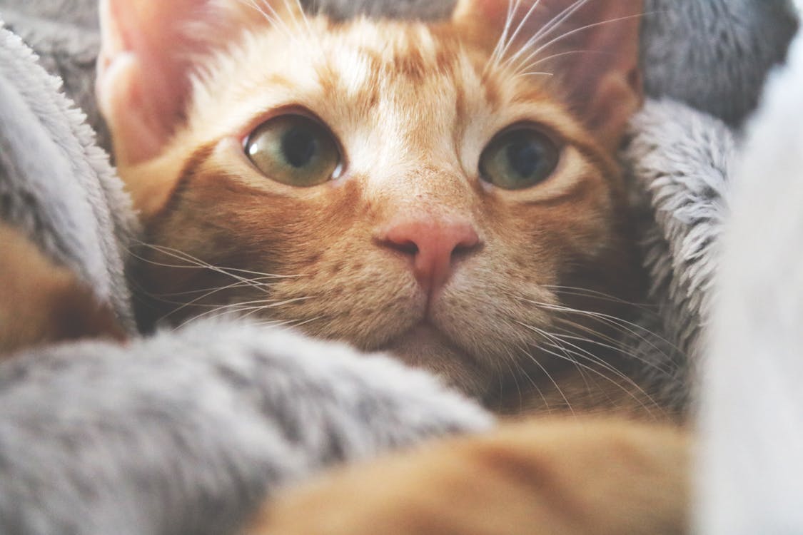 Free Orange Kitten Stock Photo