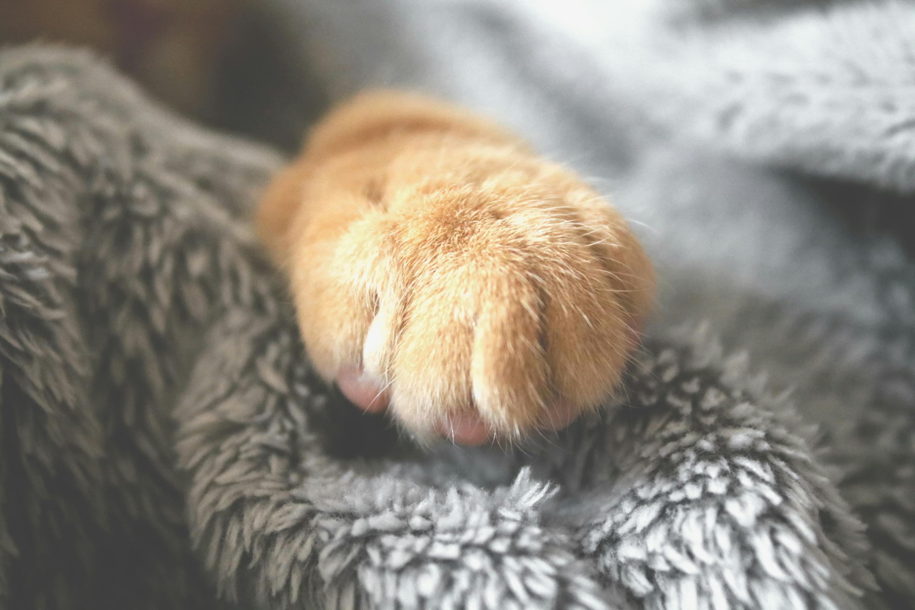 selective photo of brown pet paw