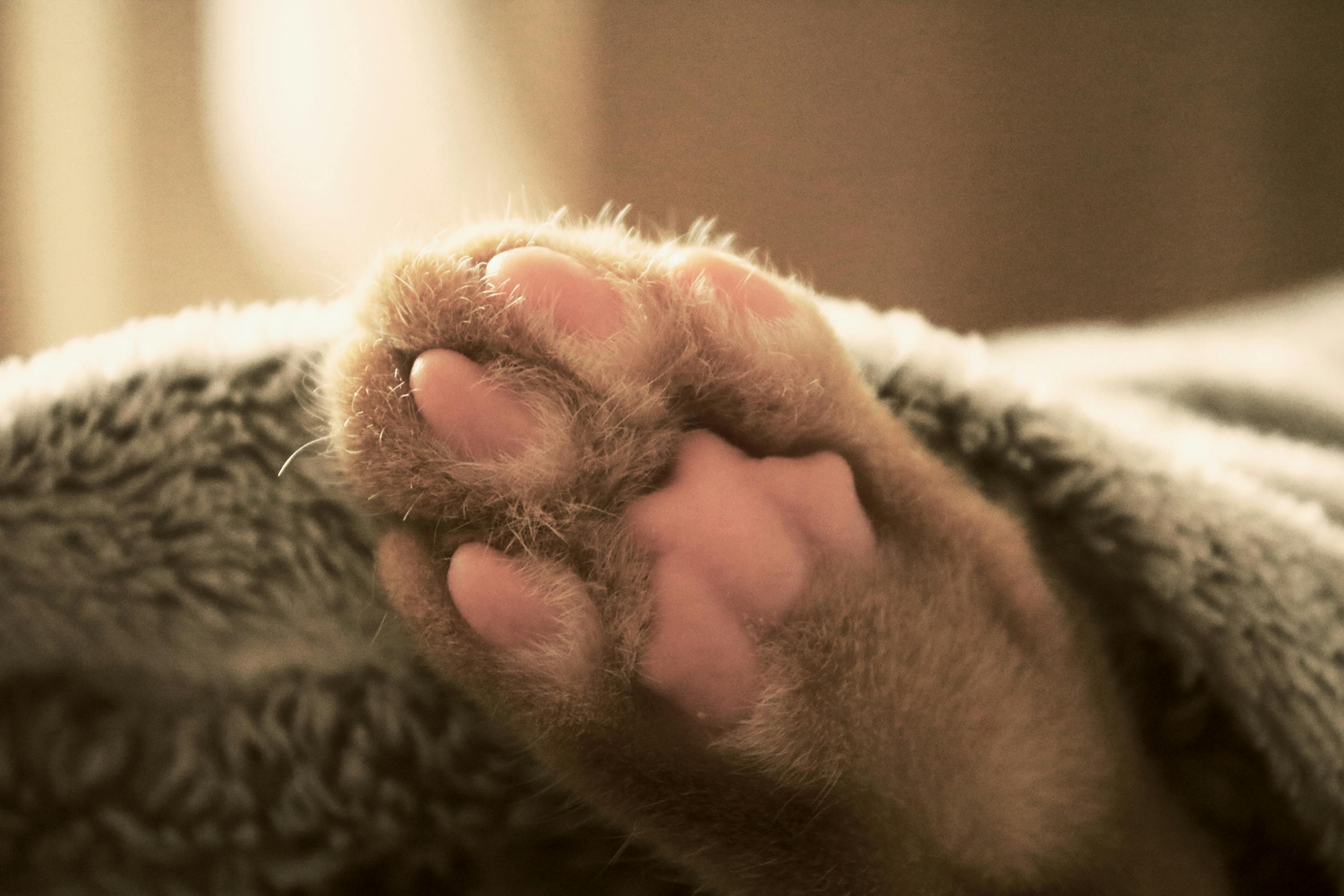 Free stock photo of animal, bed, cat