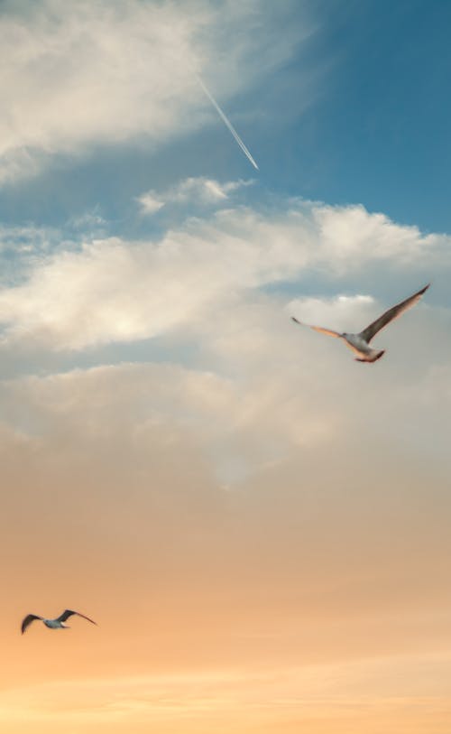 무료 갈매기, 구름 낀 하늘, 날으는의 무료 스톡 사진