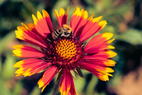 Free Macro close-up of a honey bee pollinating a bright Gaillardia flower outdoors in daylight. Stock Photo