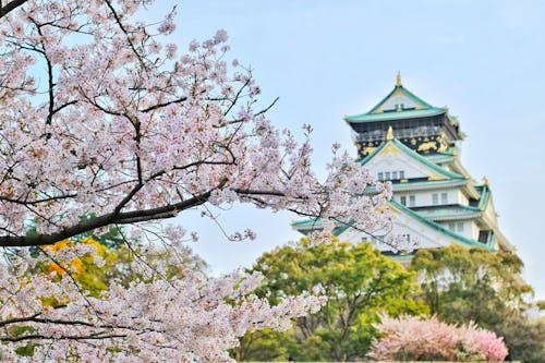 Free Close Up Photography of Cherry Blossom Tree Stock Photo