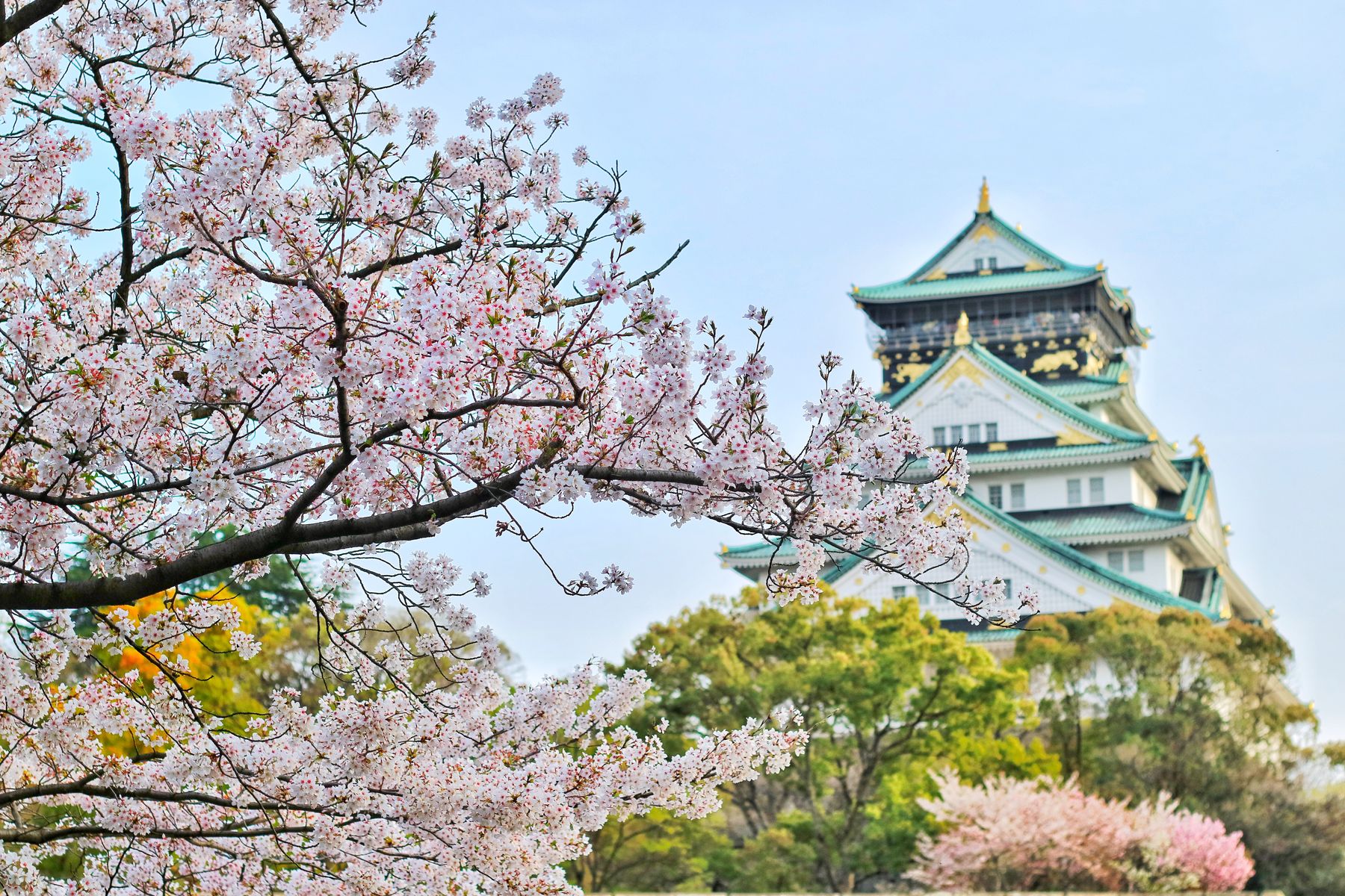 Cherry blossoms in Japan