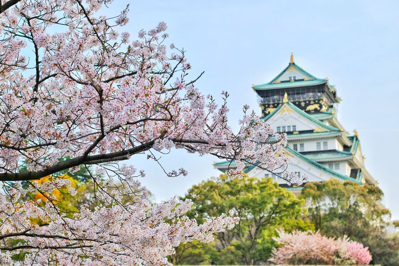 Cherry blossom trees in full bloom