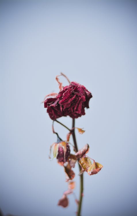 Free Dried Red Flowers Stock Photo