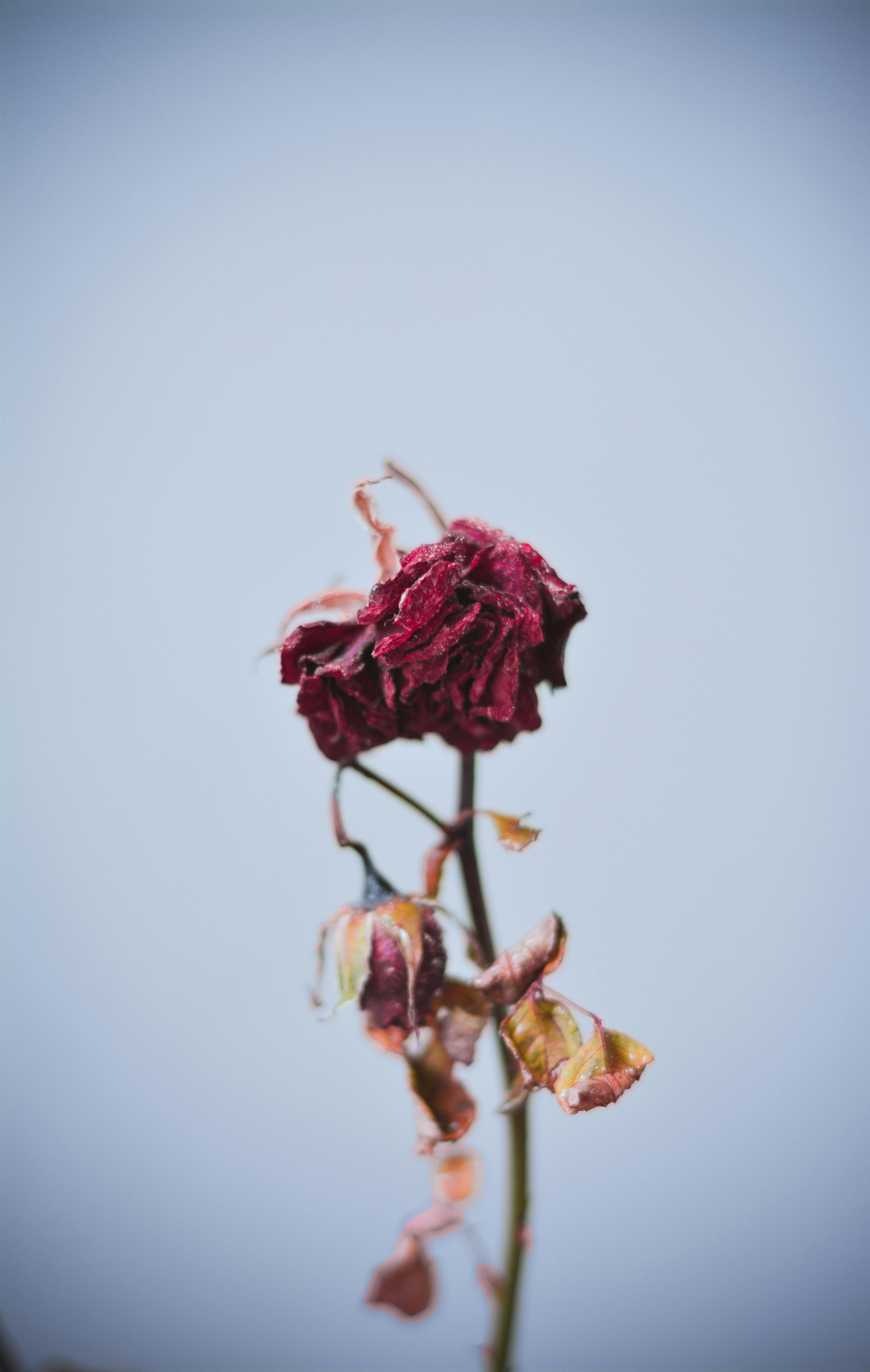 乾燥した赤い花 無料の写真素材
