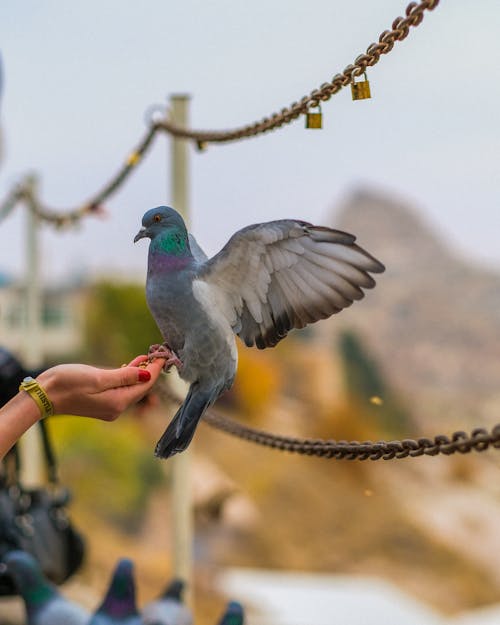 Pigeon Perching on a Persons Hand