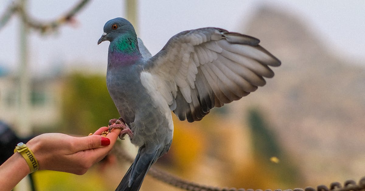 Pigeon Perching on a Persons Hand