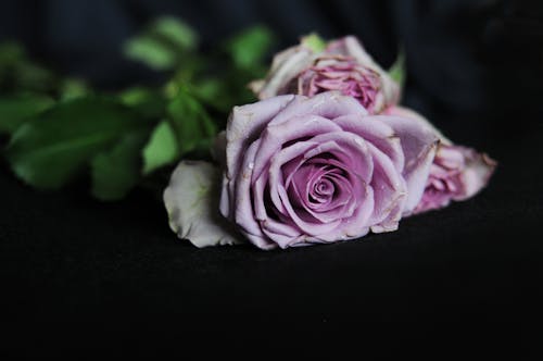微妙, 特写, 紫玫瑰 的 免费素材图片