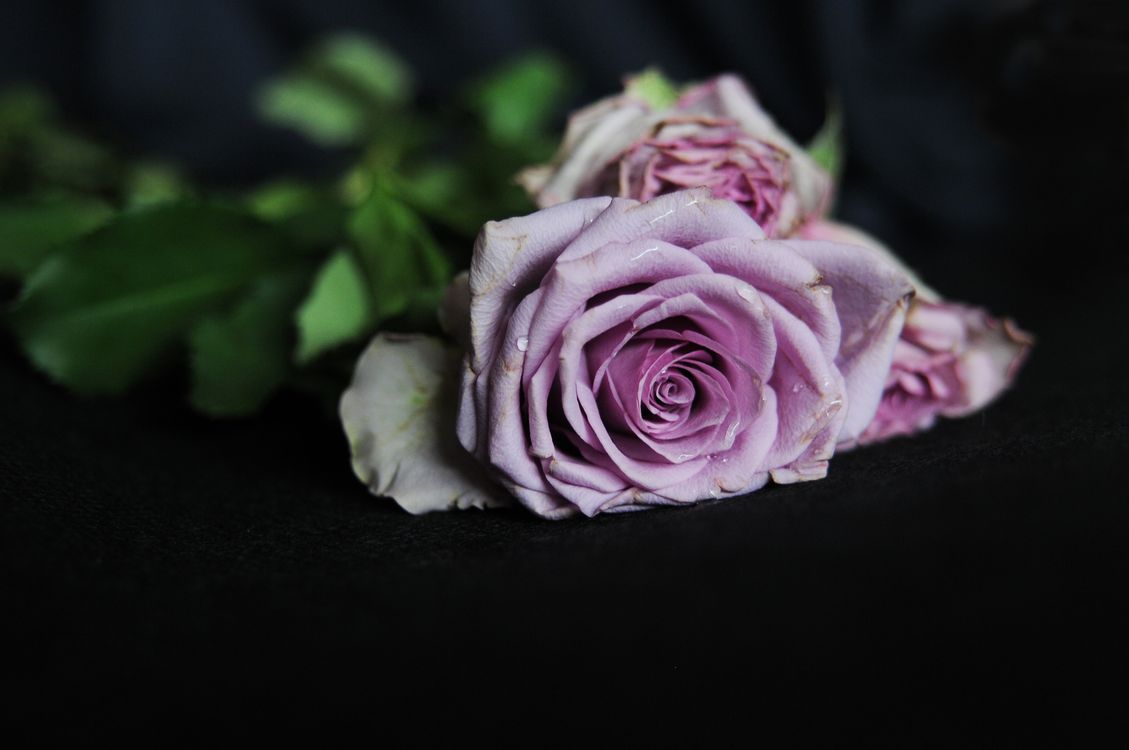 Purple Roses Closed Close Up of a Purple Rose · Free Stock Photo