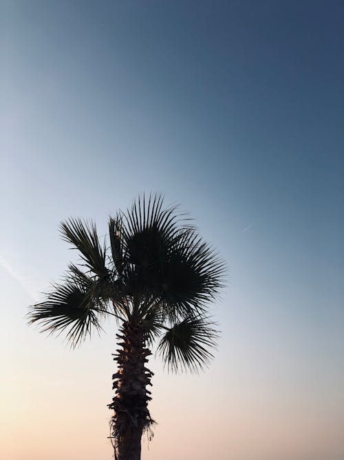 Silhouette of Palm Tree on Sunset Sky