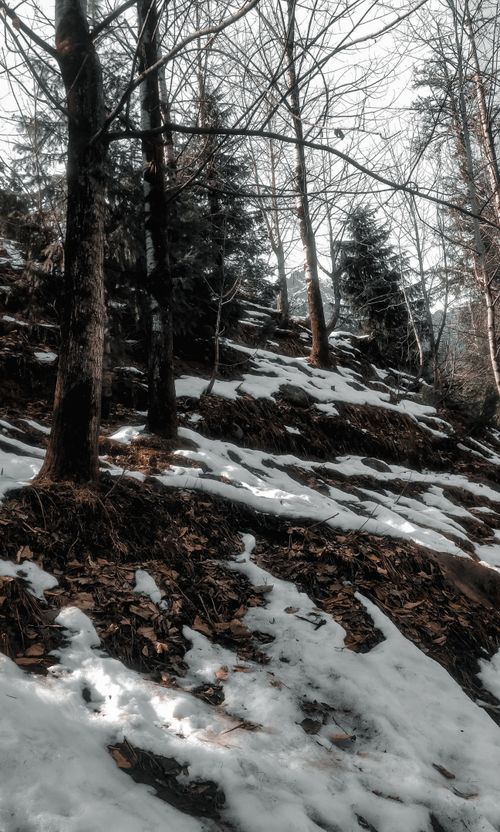 Free Tranquil winter forest in Manali, India with snow-covered trees and serene landscape. Stock Photo