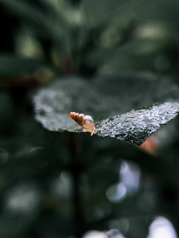 Snail On Green Leaf