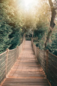 A peaceful wooden footbridge surrounded by vibrant green forest in daylight.